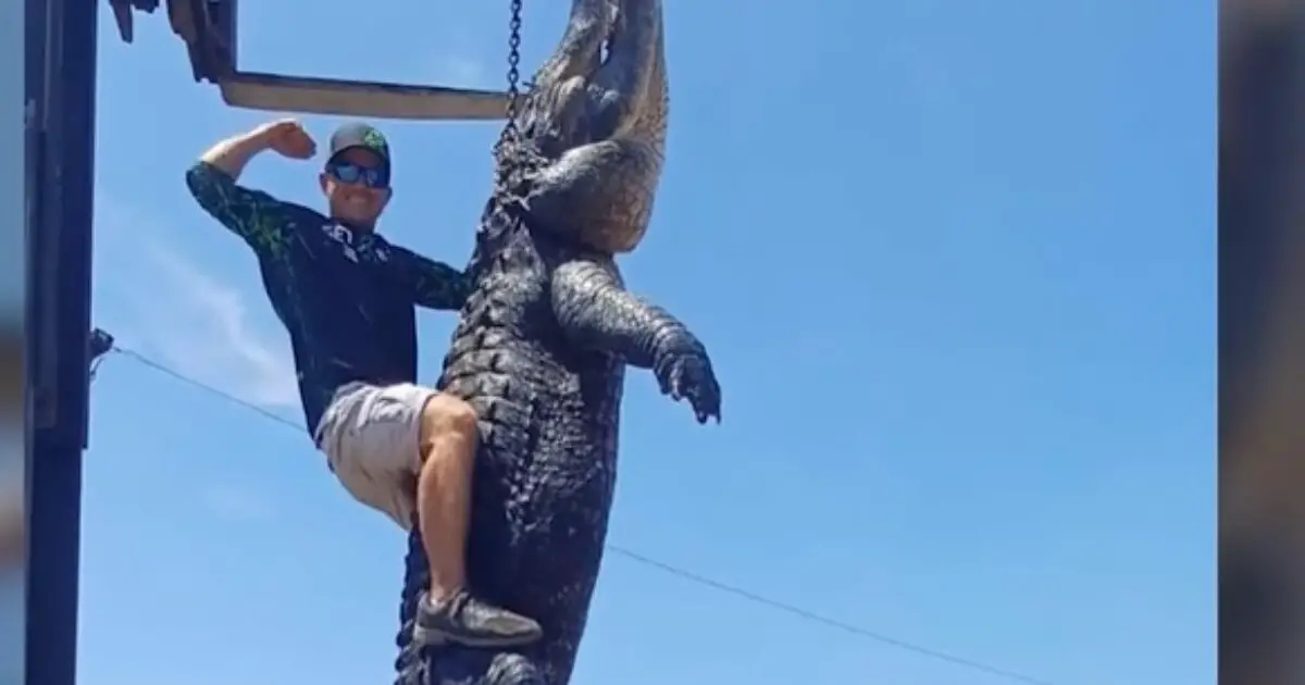 Must See Hunters Catch 920 Pound Gator In Florida